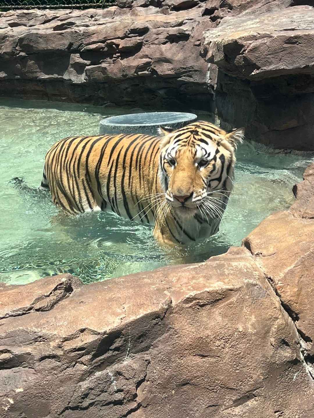 Join us for Endangered Species Day on Saturday, May 16 to learn about the importance of protecting endangered species!
We are home to several endangered and critically endangered species including Bengal tigers ? , Red Fronted Macaws, Lesser Sulphur Crested Cockatoos ?, Banggai Cardinalfish, Humphead Wrasse, Largetooth Sawfish, various specials of coral, and more.
See schedule of events at the link in bio.