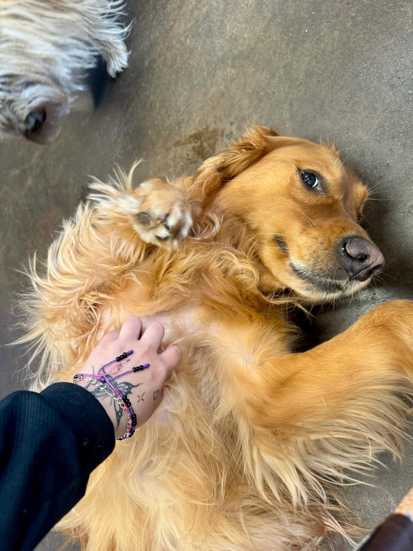 Golden girl, golden heart Lilly stealing all the belly rubs #goldens_ofinstagram #dogdaycarelife #dogsaremylifeโค๏ธ