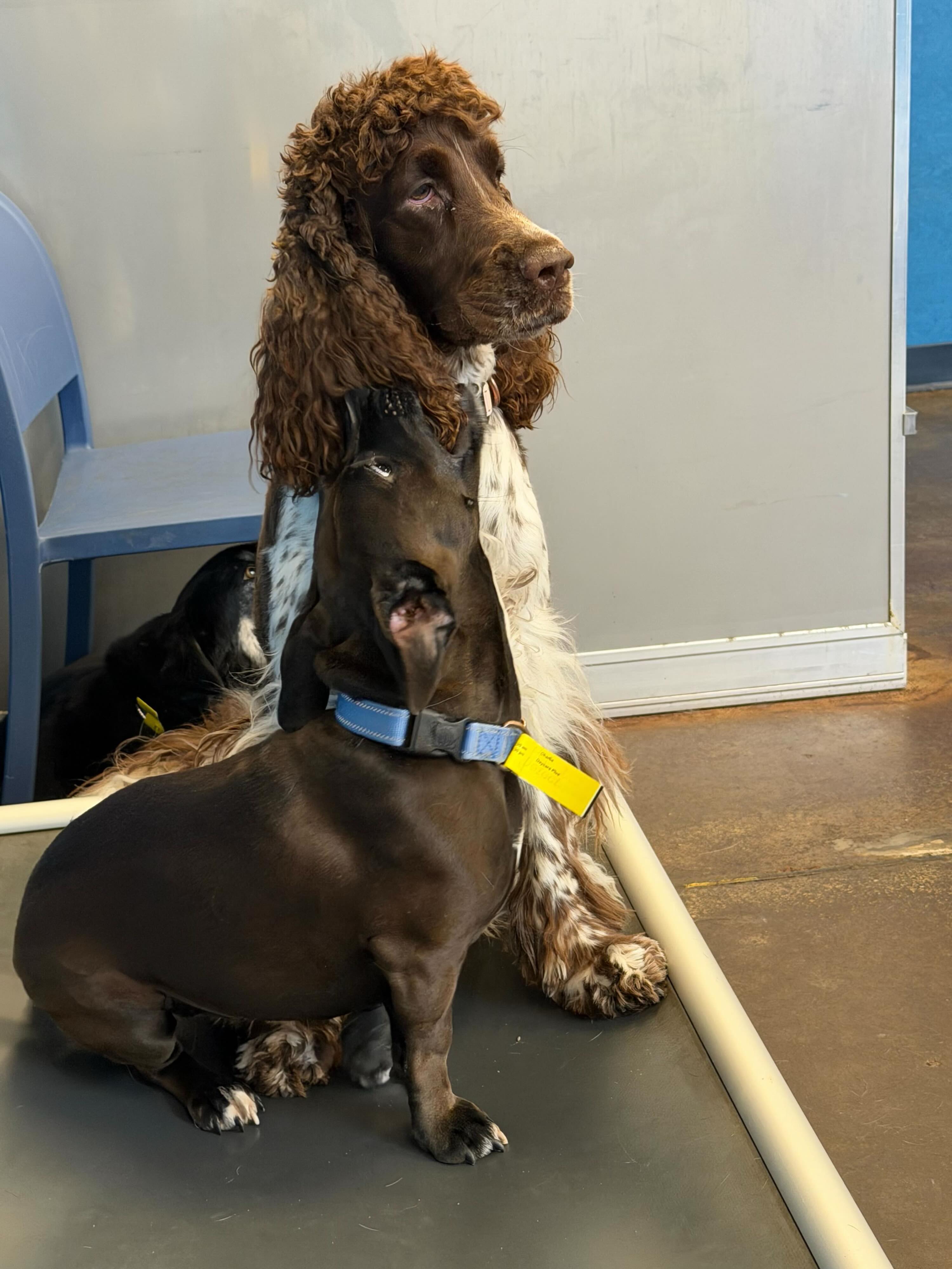 Current Status: โOccupiedโ โฏ๏ธ
Brennan = #talldrinkofwater
Charlie = #extraespressoshot
#dogdaycare #puppybesties #dogsofinstagram