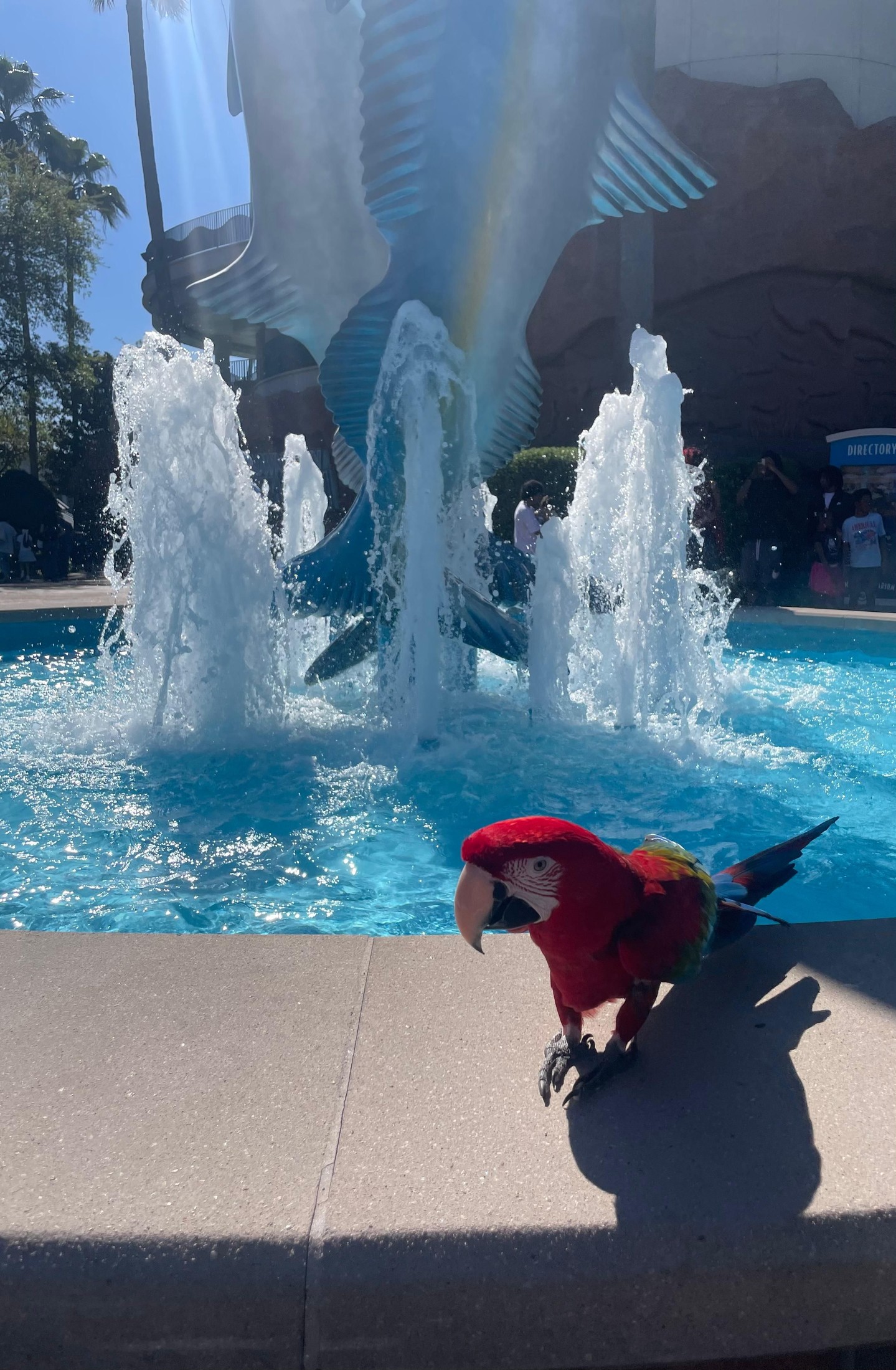 Lewis is ready to have a macaw-some day greeting guests at the Downtown Aquarium! ?