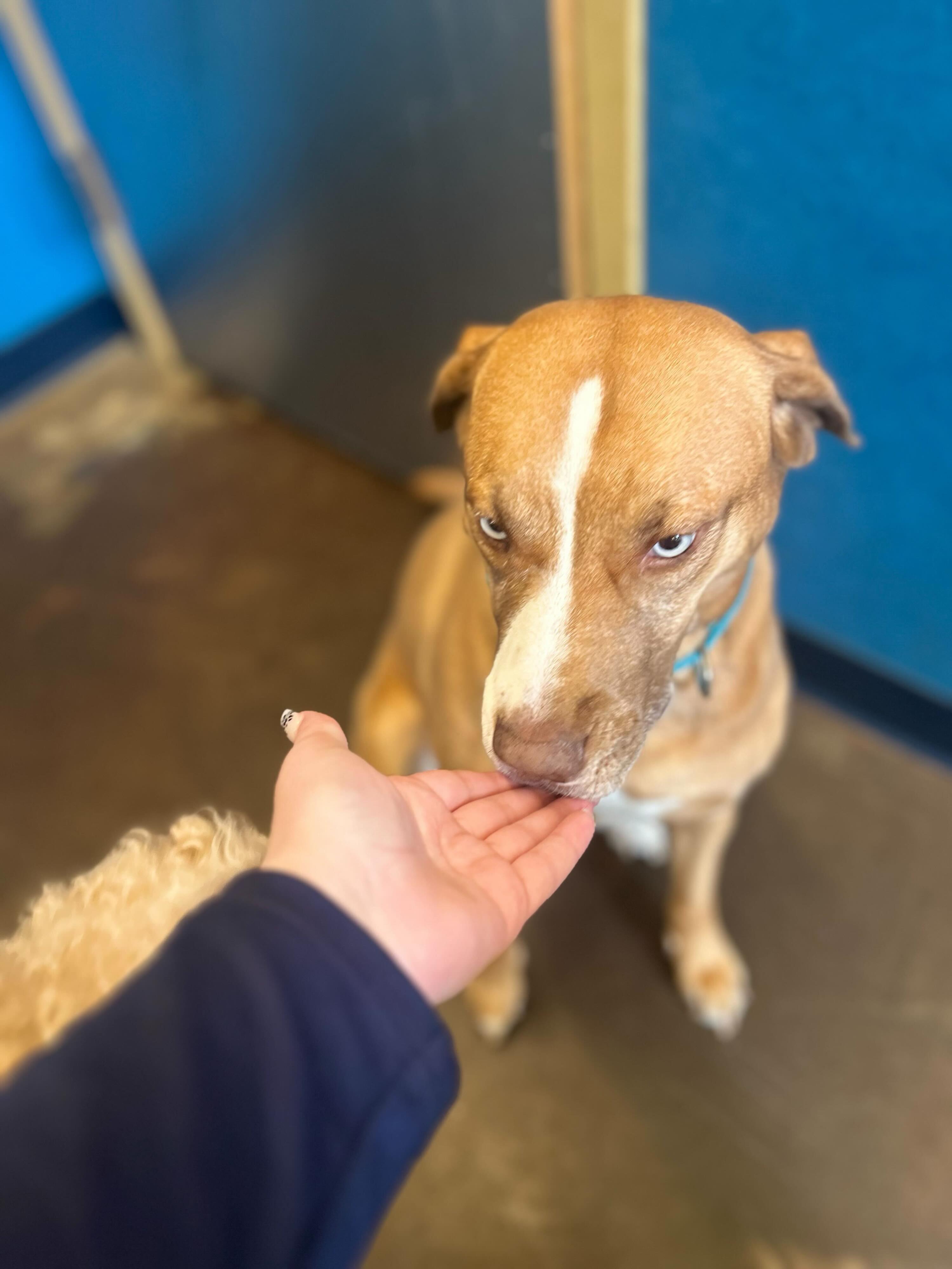 The level of Amalie has for an empty hand is truly unmatched #bombasticsideeye #treattime #dogdaycarelife #dogsofinstagram