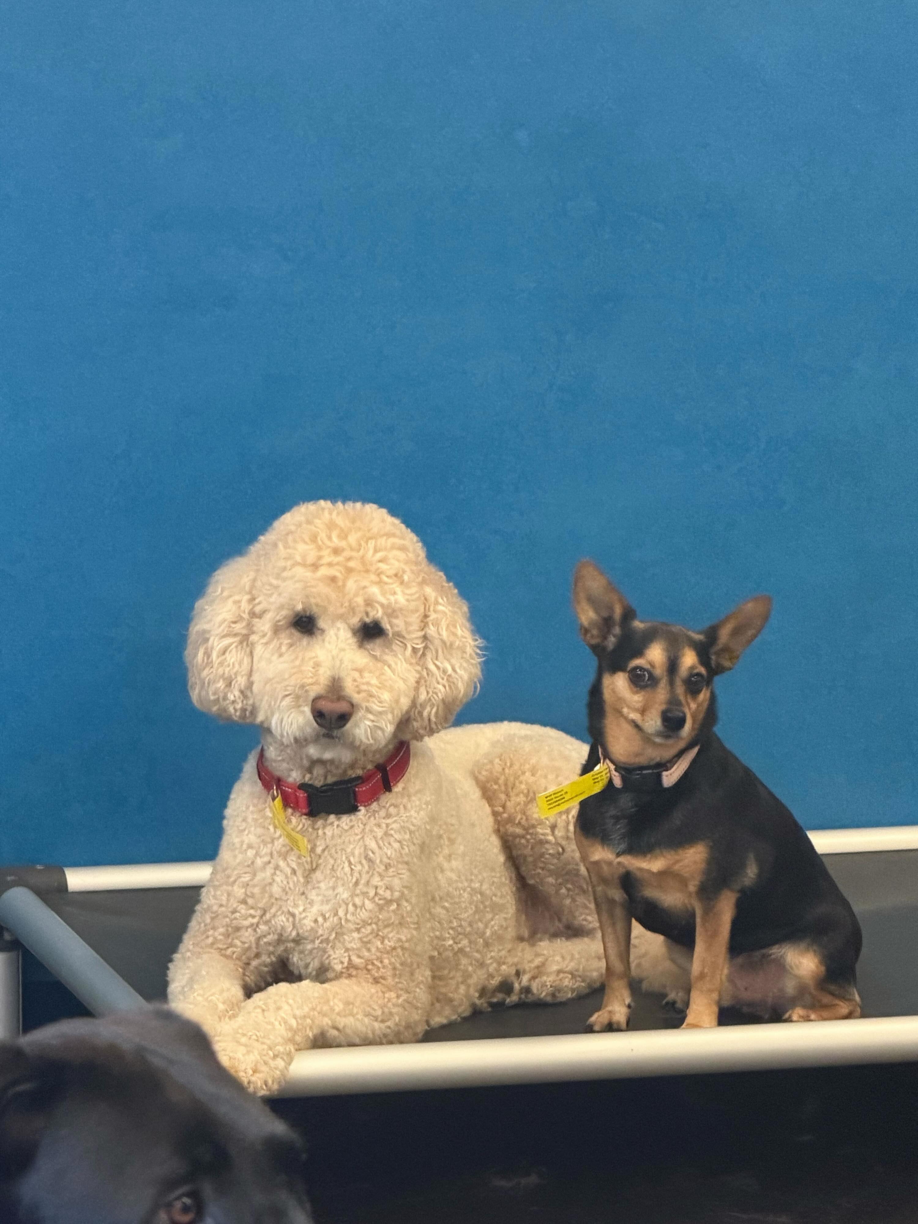 Size difference Never heard of her. Mia + Jalapeรฑo are daycare #besties goals #dogdaycarelife #dogsofinstagram #bigandlittledogs