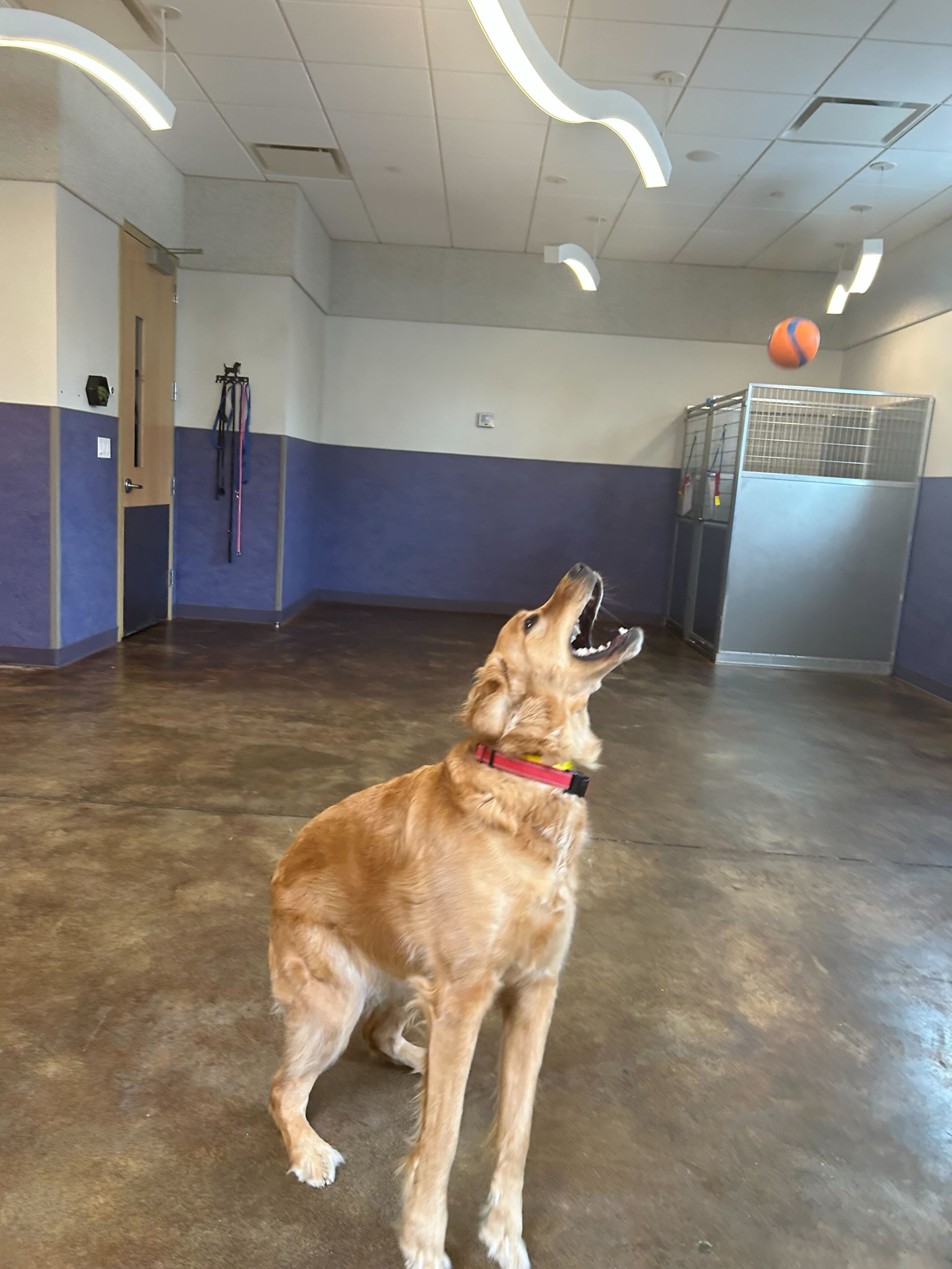 Winnie: 1, Gravity: 0 #dogboarding #golden_retriever #playtime #ballislife
private cuddle/play sessions with your boarding & daycare!