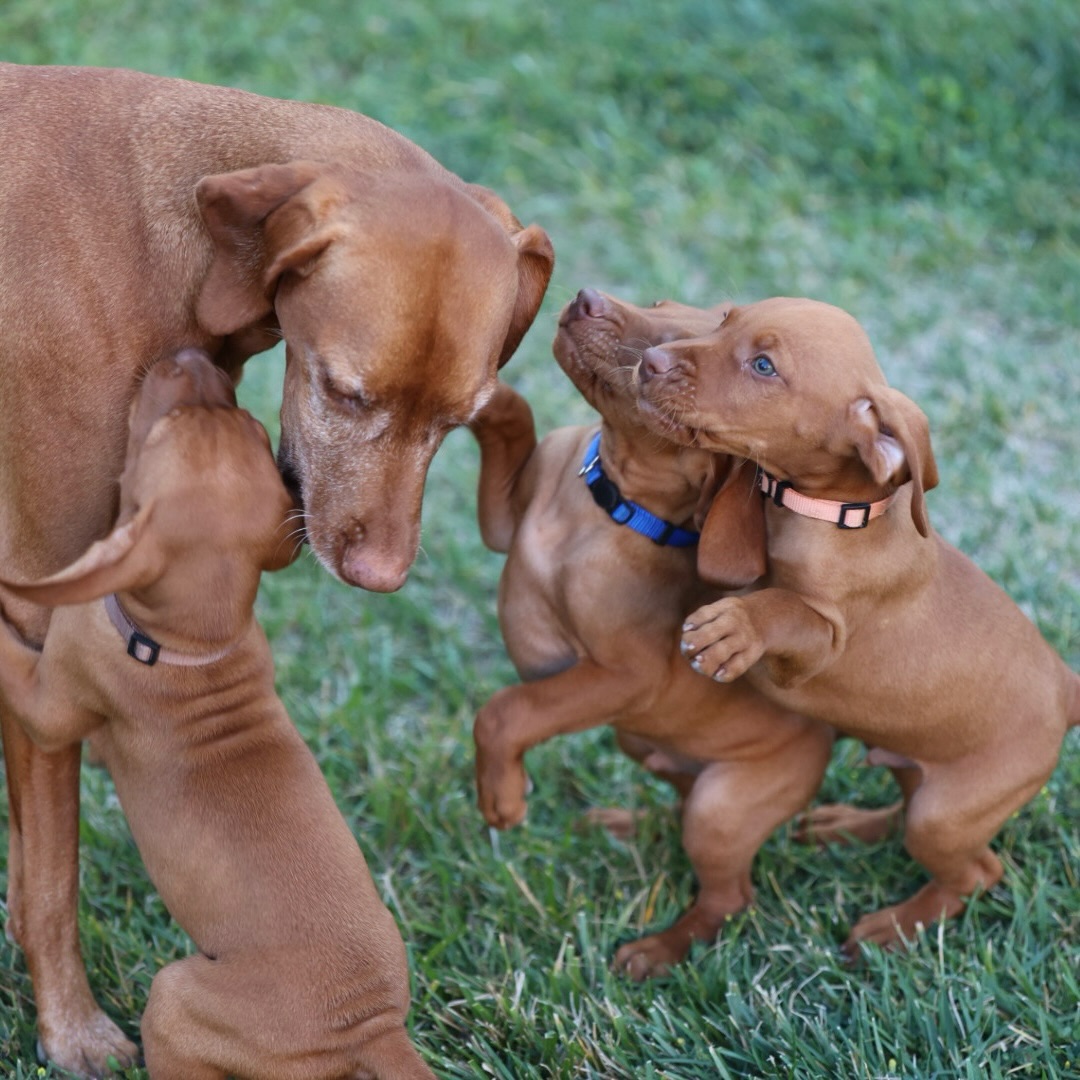 Granny Yara is the best ?
#moonlightvizslas
#preservationbreeder
#ilovemyvizslas
#wellerxlaceylitter
#birdnerds