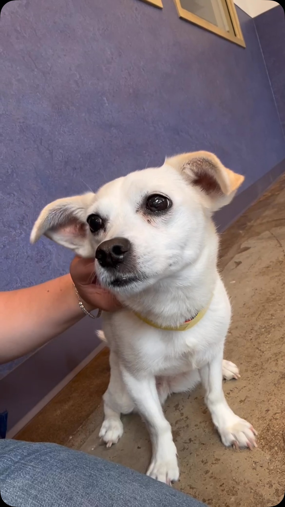 Maximum scritches spot achieved Sugar #dogboarding #thatsthespot #dogarethebest