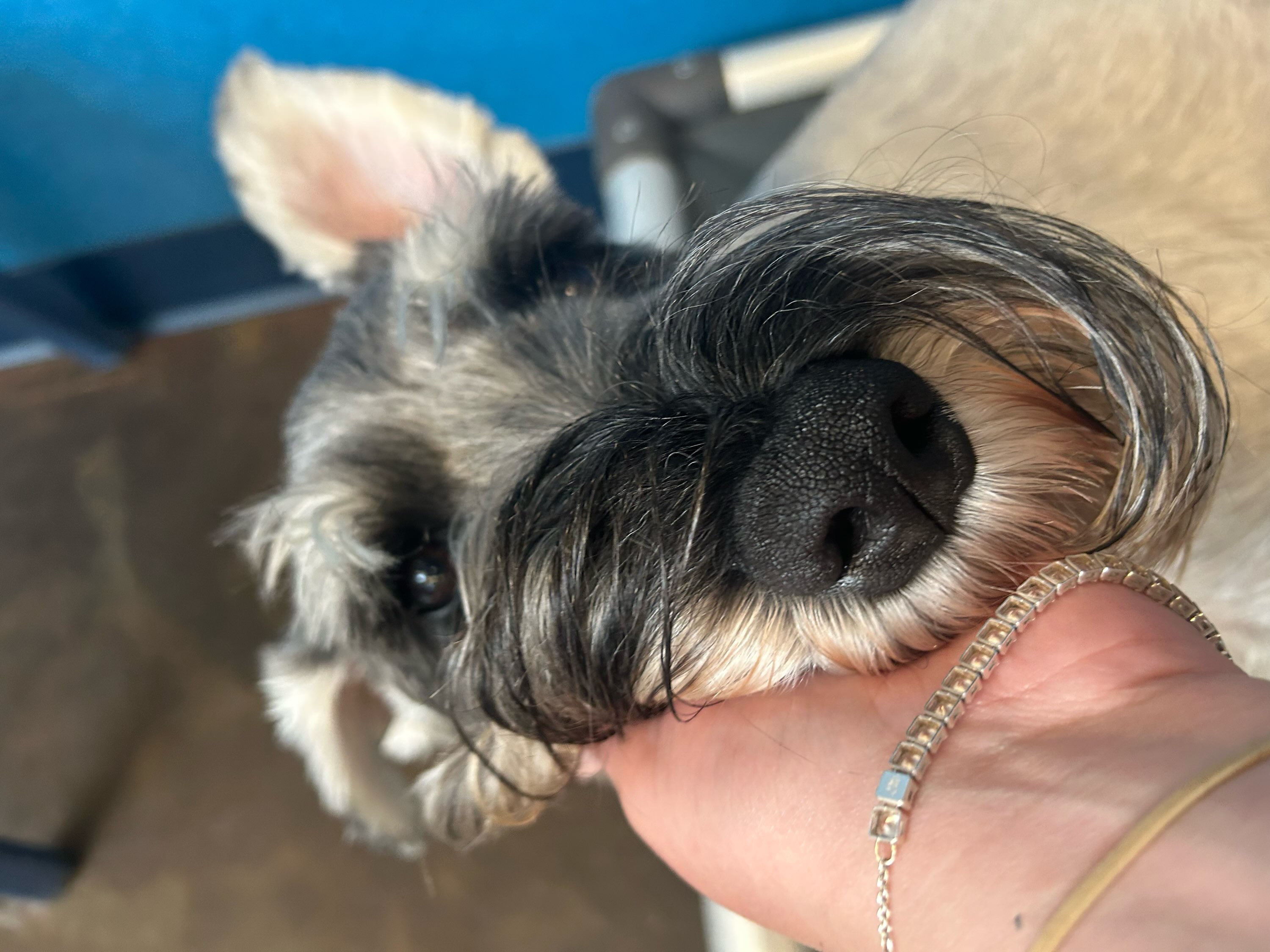 The perfect chin rest doesnโt exiโ โจ Riley #dogdaycarelife #schnauzer #dogsareawesome