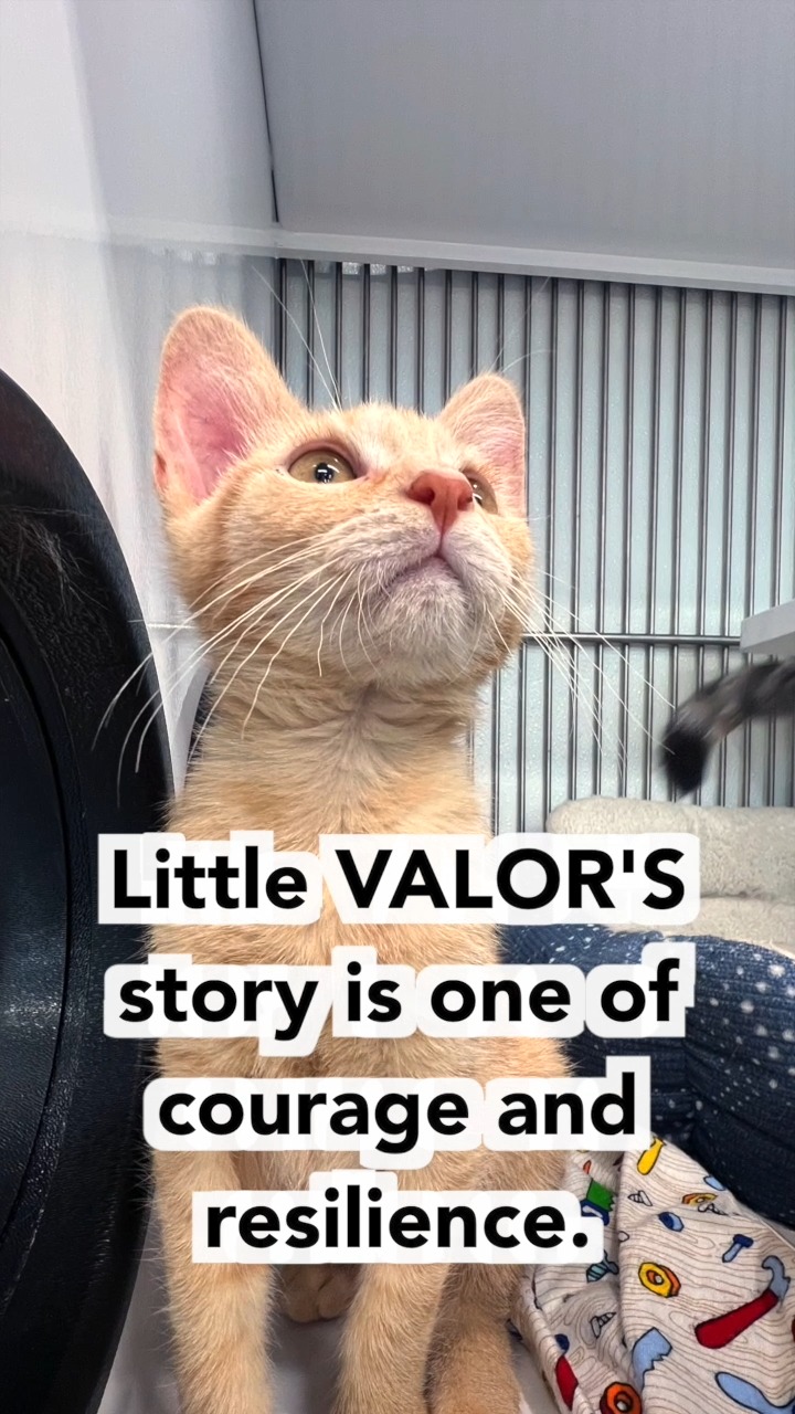 This is Valor. ?
Hernia repaired, fully healed, and ready for a home. Big thanks to Shelter Outreach Services for the surgical care — their partnership with Cornell's vet school keeps kittens like Valor on track for adoption day. Link in bio to meet him.