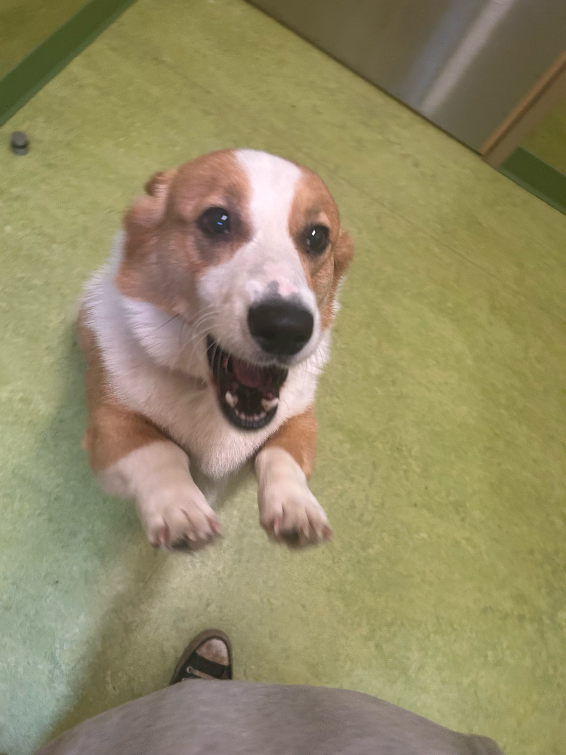 Hooman: Speak ๏ธ
Chewie:
โโ๏ธ #dogboardinglife #corgi #dogsofinstagram