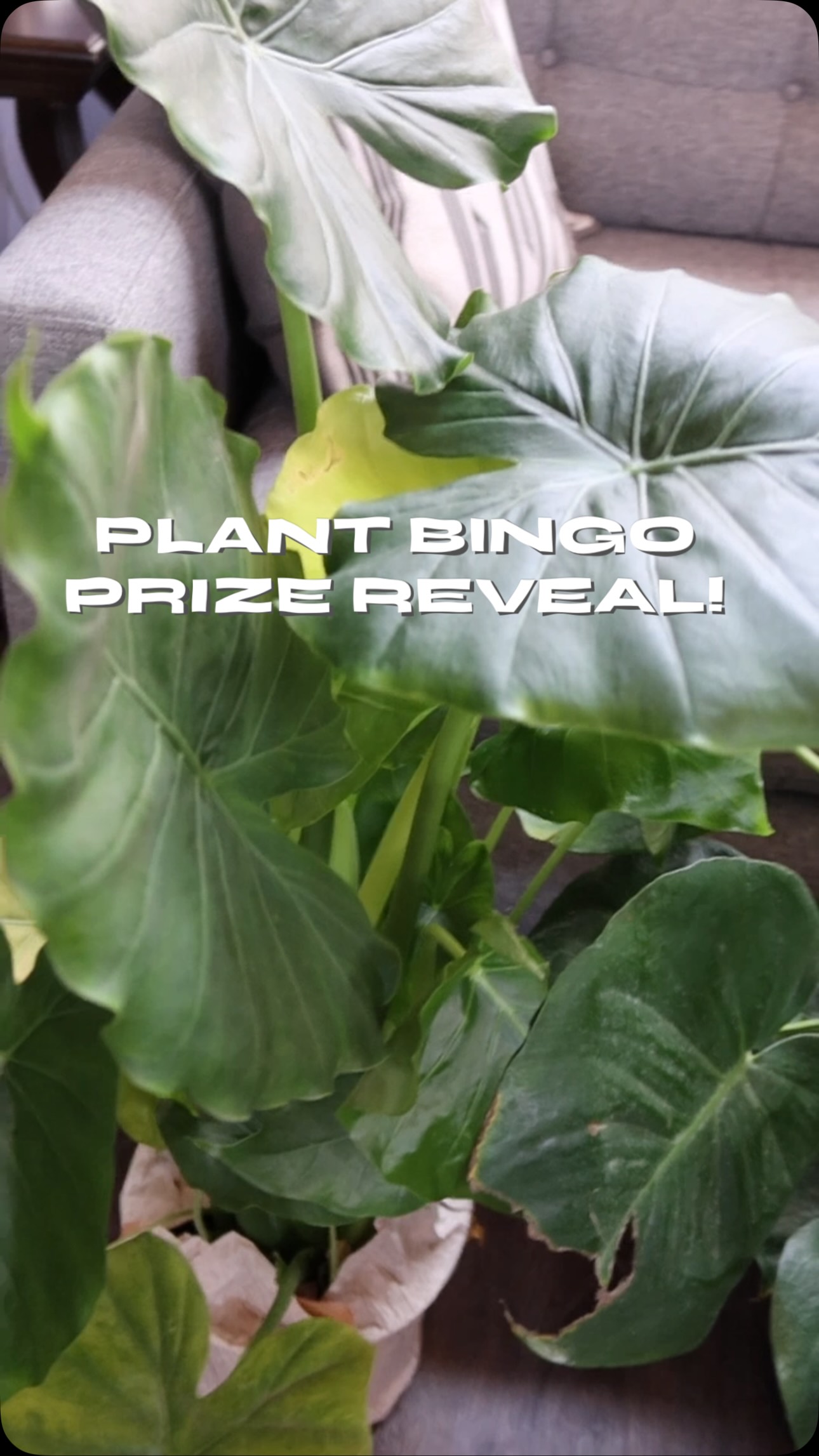 Plant Bingo!!!! Tonight 7pm!!!
Come by and win a plant baby ?