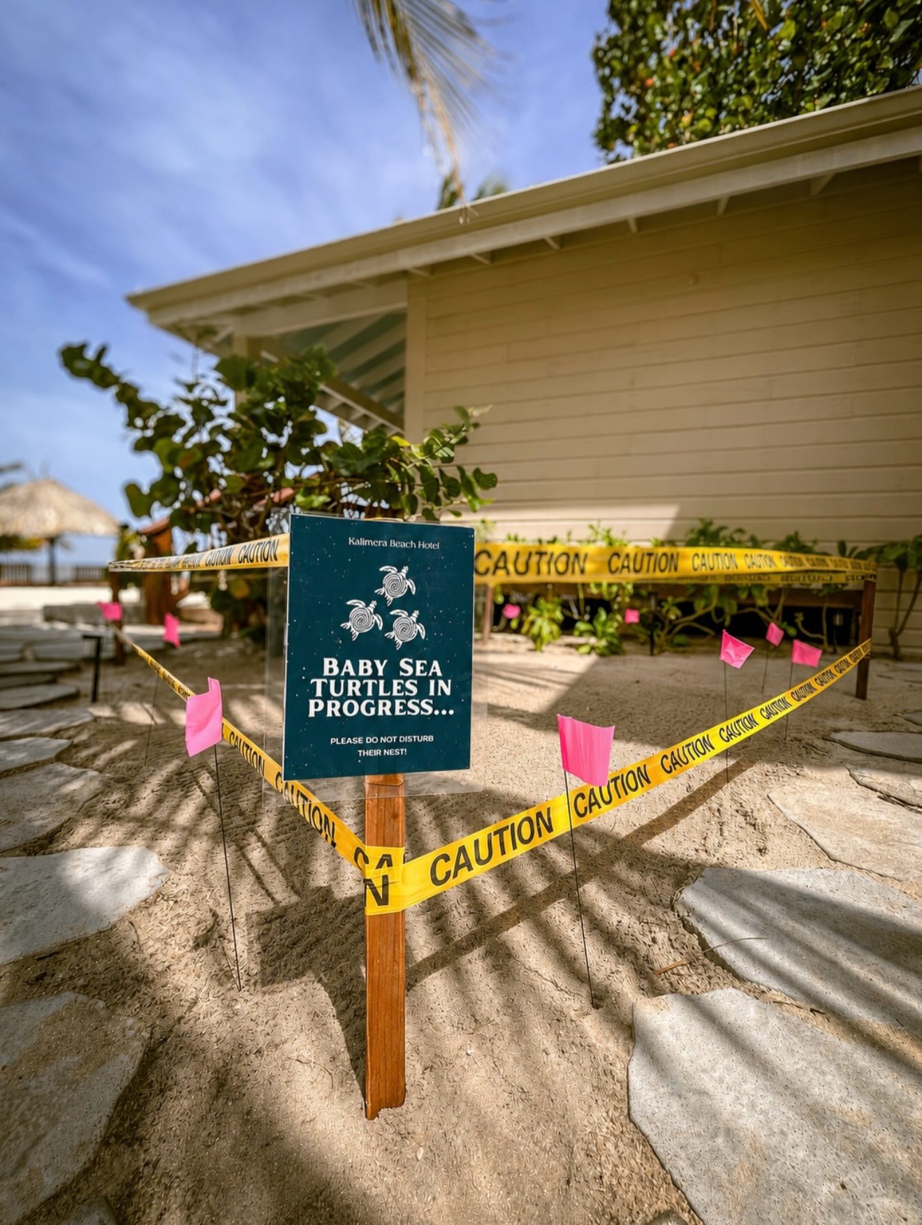 We recently discovered our very first sea turtle nest right here on our beach. ??
Turtles return to beaches all along the Placencia Peninsula to lay their eggs, and until the next full moon we’ll have the privilege of being temporary guardians of this little nest.
It’s a wonderful reminder that when you stay in a place like Belize, you’re sharing it with some truly remarkable wildlife.
