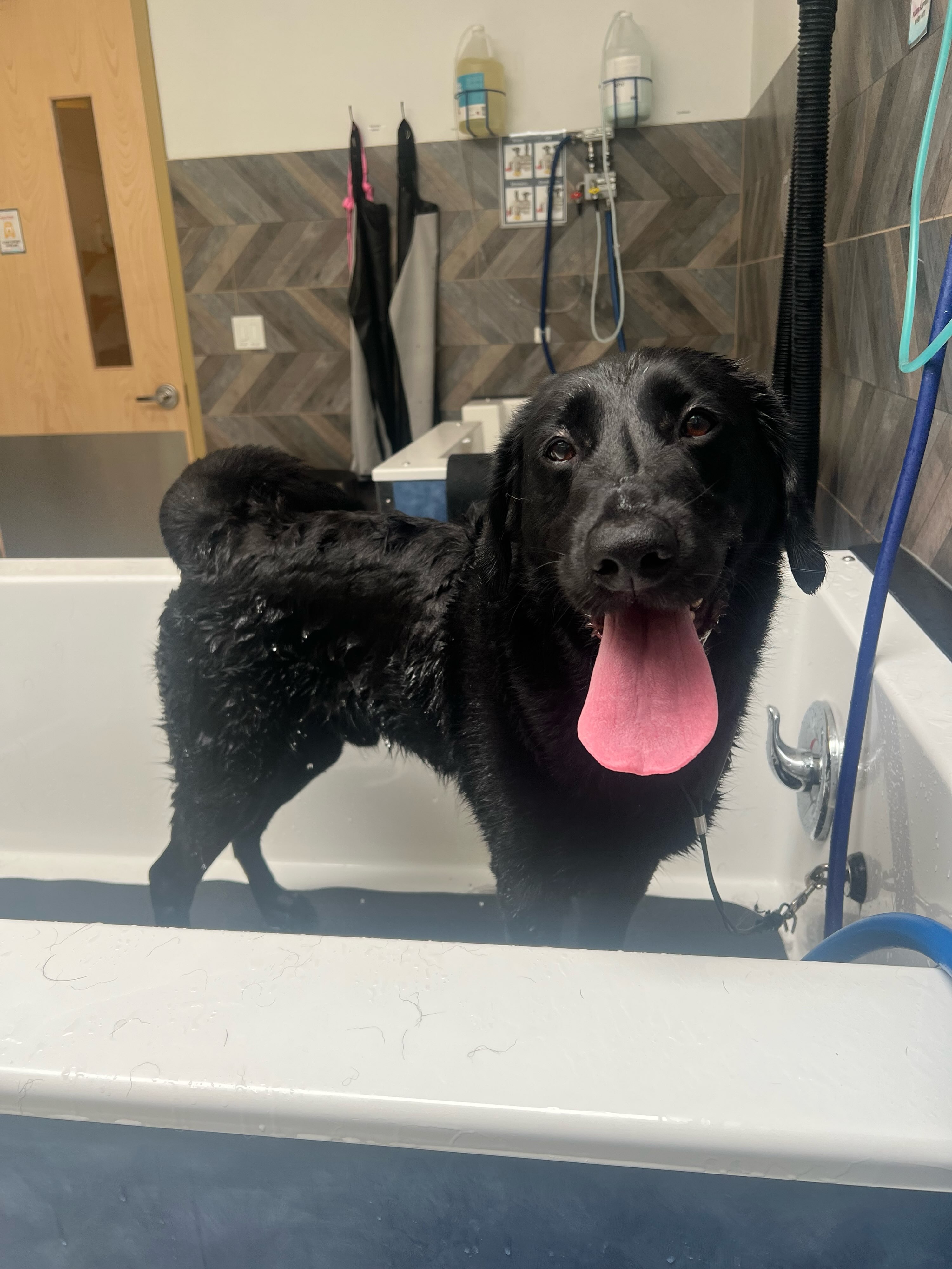 Scrub-a-dub-dub, fresh-n-clean Loki in the tub! โจ#dogboarding #labrador #dogbath