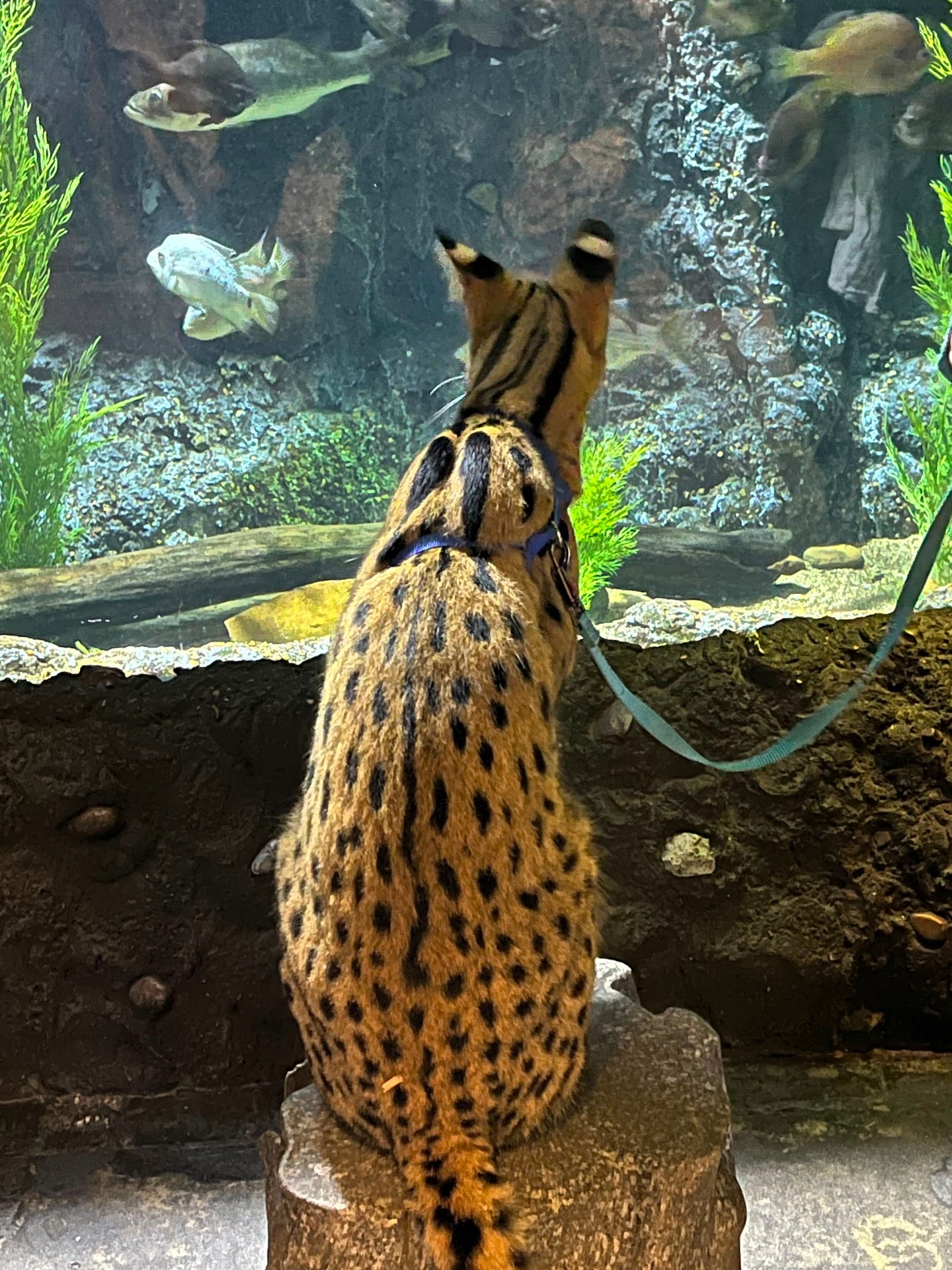 Our fish have a very attentive audience today. ?