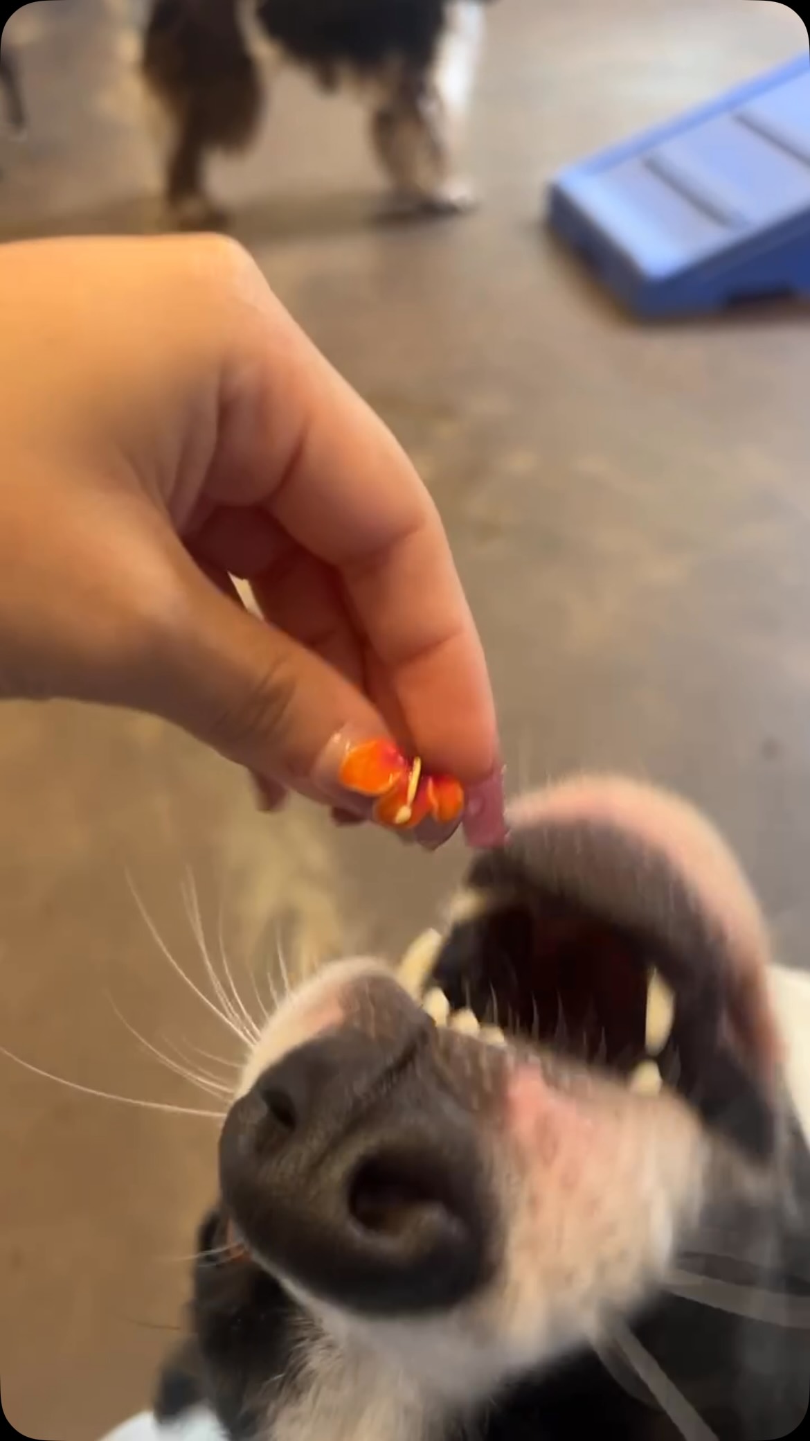 When the #freshset is approved Rue #dogdaycarelife #dogsofinstagram #dogboarding #bordercollies