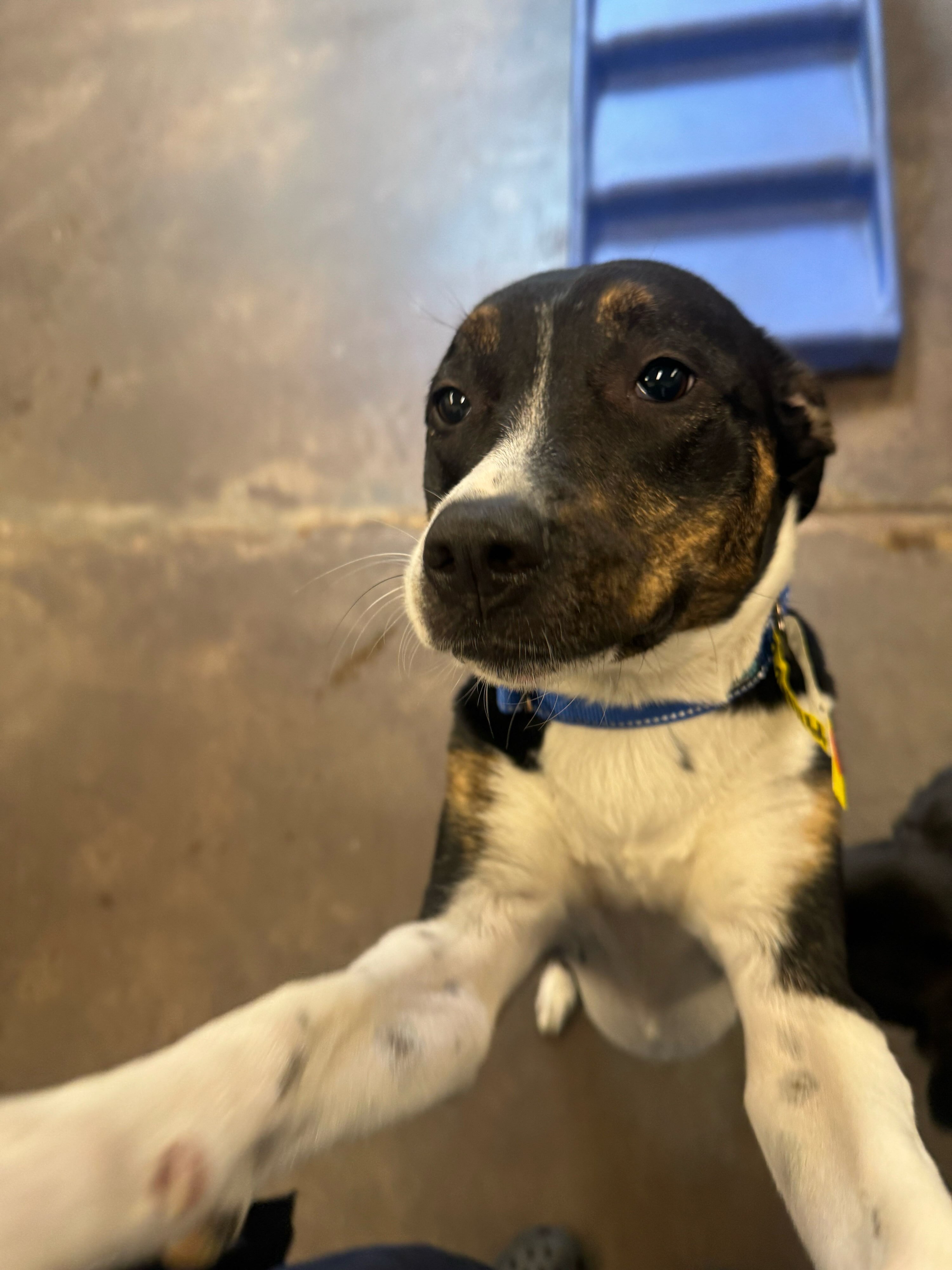 #puppyhugsโค๏ธ are the best hugs Annie #dogsofinstagram #dogdaycarelife #dogsareawesome