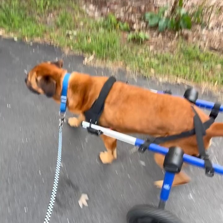 Update on Reader's Digest: He is doing fantastic in his new wheels and is now on the move! He is not yet available for adoption but is happy settling in with his new foster. Donations from you go directly to help animals like Reader's Digest.