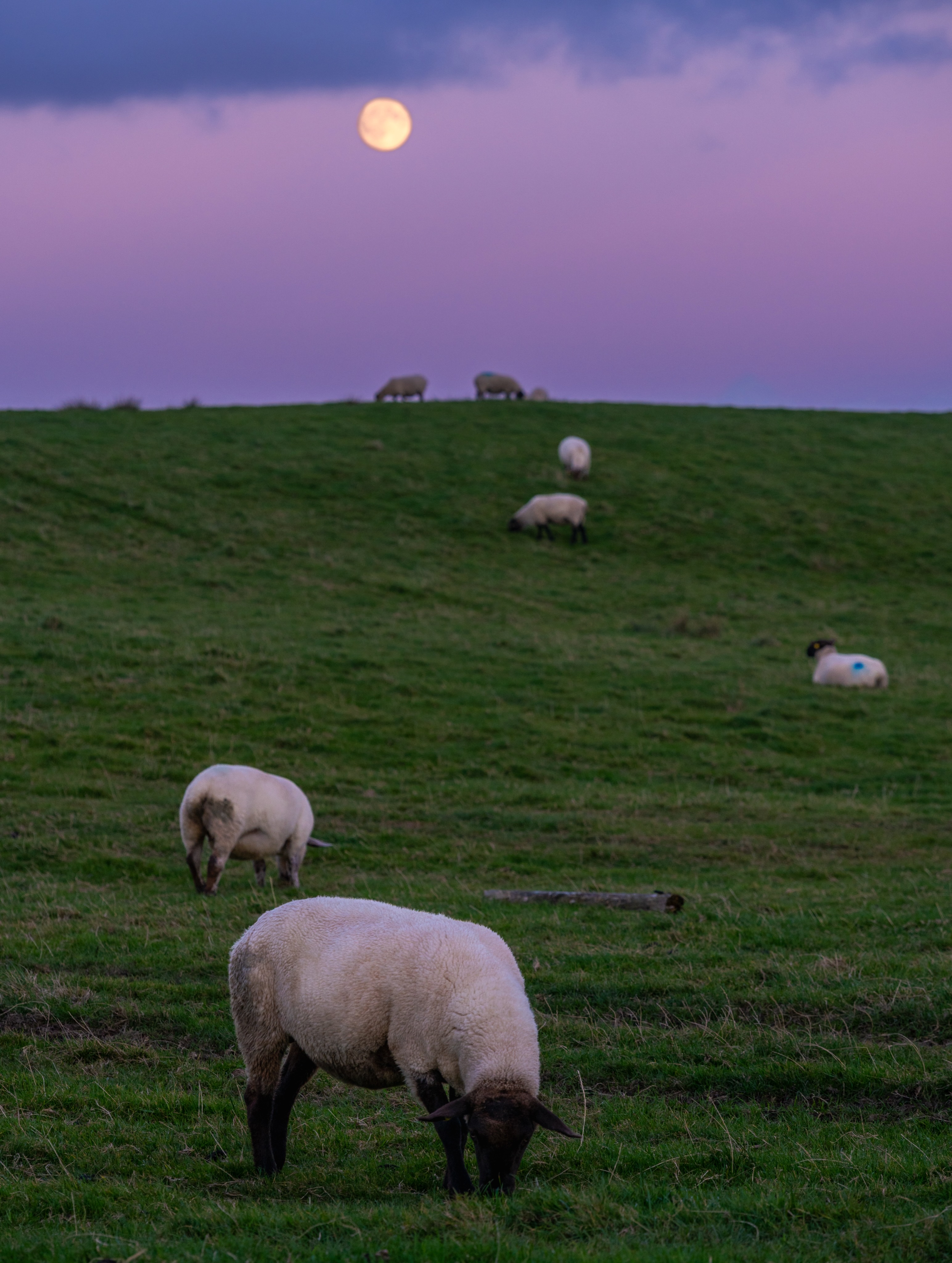Abendstimmung im County Clare
Während die Schafe noch gemütlich auf den grünen Weiden grasen, steigt der Mond über der irischen Landschaft auf. Ein friedlicher Abend mit wunderbaren Farben am Himmel.
#countyclare #ireland #wildatlanticway #sheep #visitireland